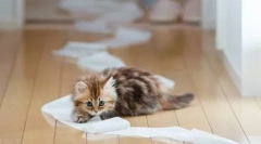 Jak szybko nauczyć kociaka na tacy